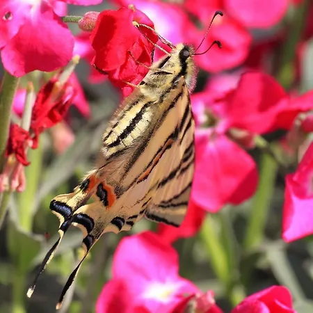 Apartment Bane Dvori Bibinje