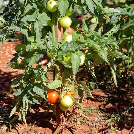 Apartment Bane Dvori *