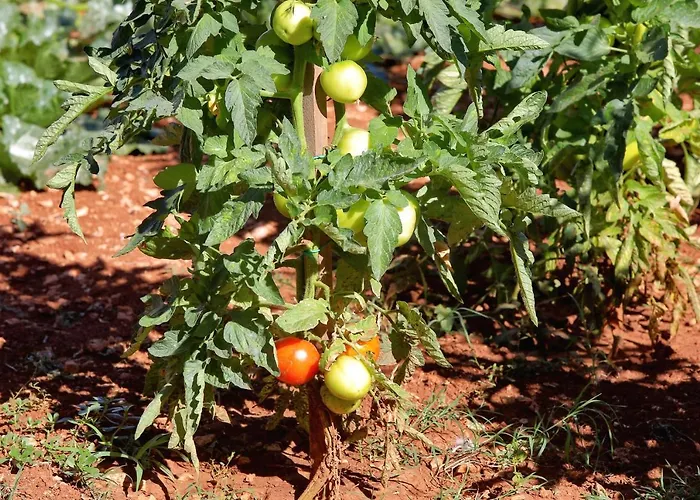 アパート Bane Dvori *